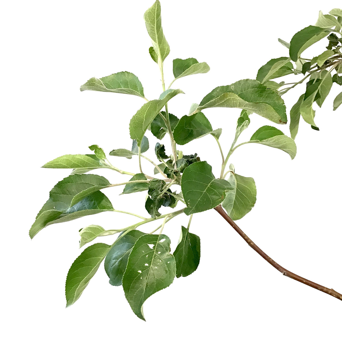 Apple, 5 gal, Collet - Floral Acres Greenhouse & Garden Centre