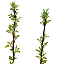 Load image into Gallery viewer, Apple, 7 gal, Honeycrisp - Floral Acres Greenhouse &amp; Garden Centre

