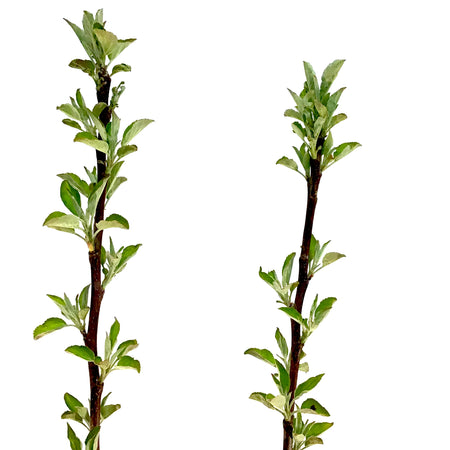 Apple, 7 gal, Honeycrisp - Floral Acres Greenhouse & Garden Centre