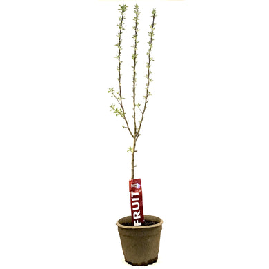 Apple, 7 gal, Honeycrisp - Floral Acres Greenhouse & Garden Centre