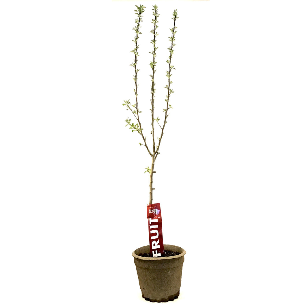 Apple, 7 gal, Honeycrisp - Floral Acres Greenhouse & Garden Centre