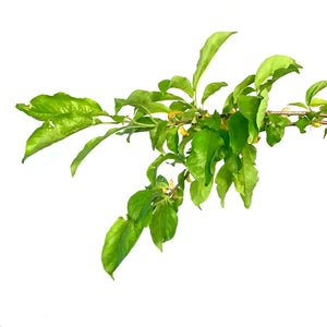 Plum, 7 gal, Pembina - Floral Acres Greenhouse & Garden Centre