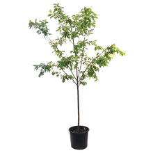Load image into Gallery viewer, Plum, 7 gal, Pembina - Floral Acres Greenhouse &amp; Garden Centre
