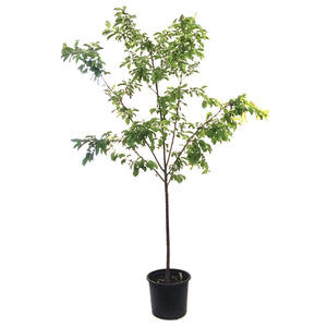 Plum, 7 gal, Pembina - Floral Acres Greenhouse & Garden Centre