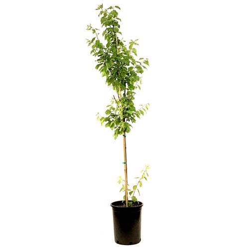 Plum, 5 gal, Brookred - Floral Acres Greenhouse & Garden Centre