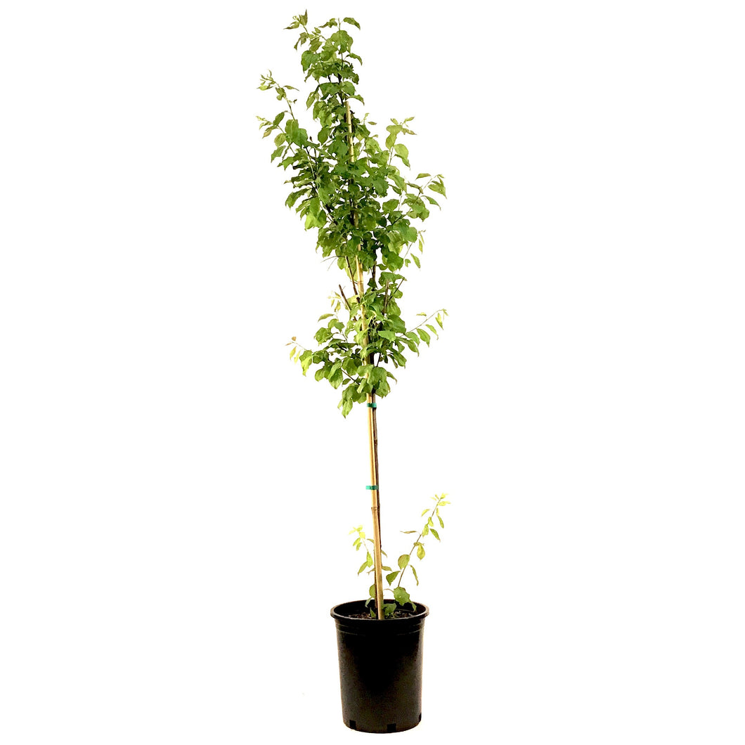 Plum, 5 gal, Brookred - Floral Acres Greenhouse & Garden Centre