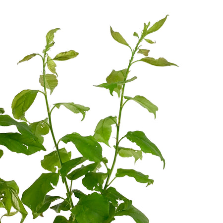 Plum, 5 gal, Brookred - Floral Acres Greenhouse & Garden Centre