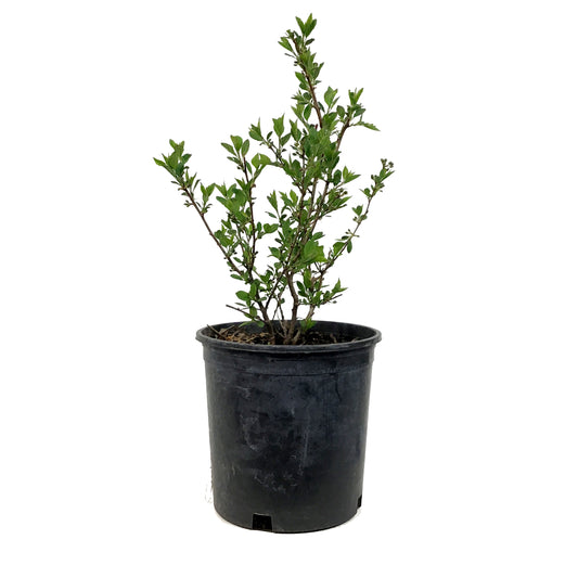 Cherry, 2 gal, Black Nanking