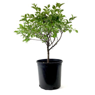Cherry, 2 gal, Valentine - Floral Acres Greenhouse & Garden Centre