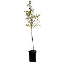 Load image into Gallery viewer, Cherry, 5 gal, Valentine Tree Form - Floral Acres Greenhouse &amp; Garden Centre
