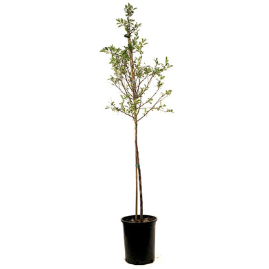 Cherry, 5 gal, Valentine Tree Form - Floral Acres Greenhouse & Garden Centre