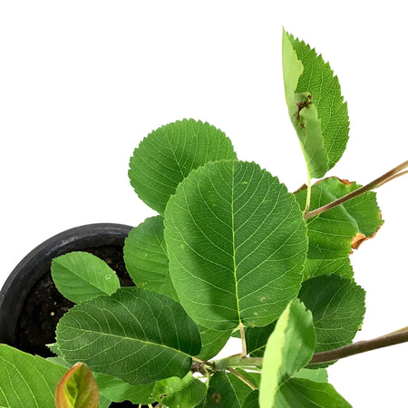 Saskatoon Berry, 1 gal, Smoky - Floral Acres Greenhouse & Garden Centre