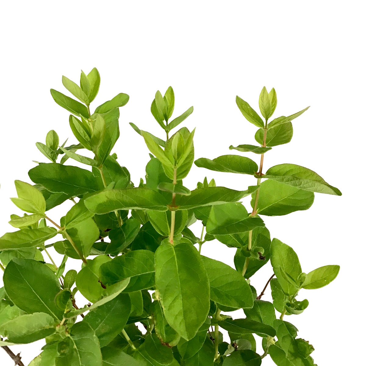 Haskap Berry, 1 gal, Honey Bee - Floral Acres Greenhouse & Garden Centre