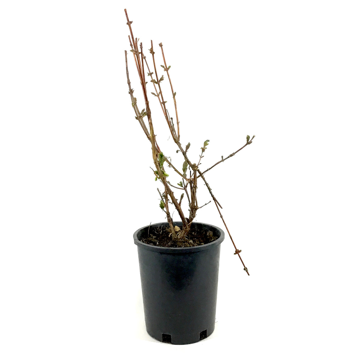 Haskap Berry, 1 gal, Honey Bee - Floral Acres Greenhouse & Garden Centre
