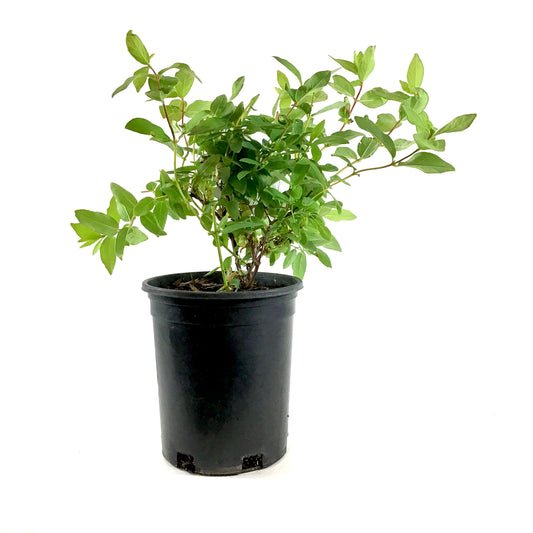 Haskap Berry, 1 gal, Borealis - Floral Acres Greenhouse & Garden Centre