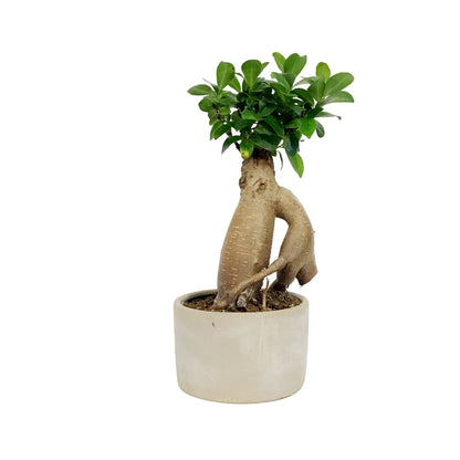 Bonsai, 5in, Ficus Ginseng in Ceramic Pot