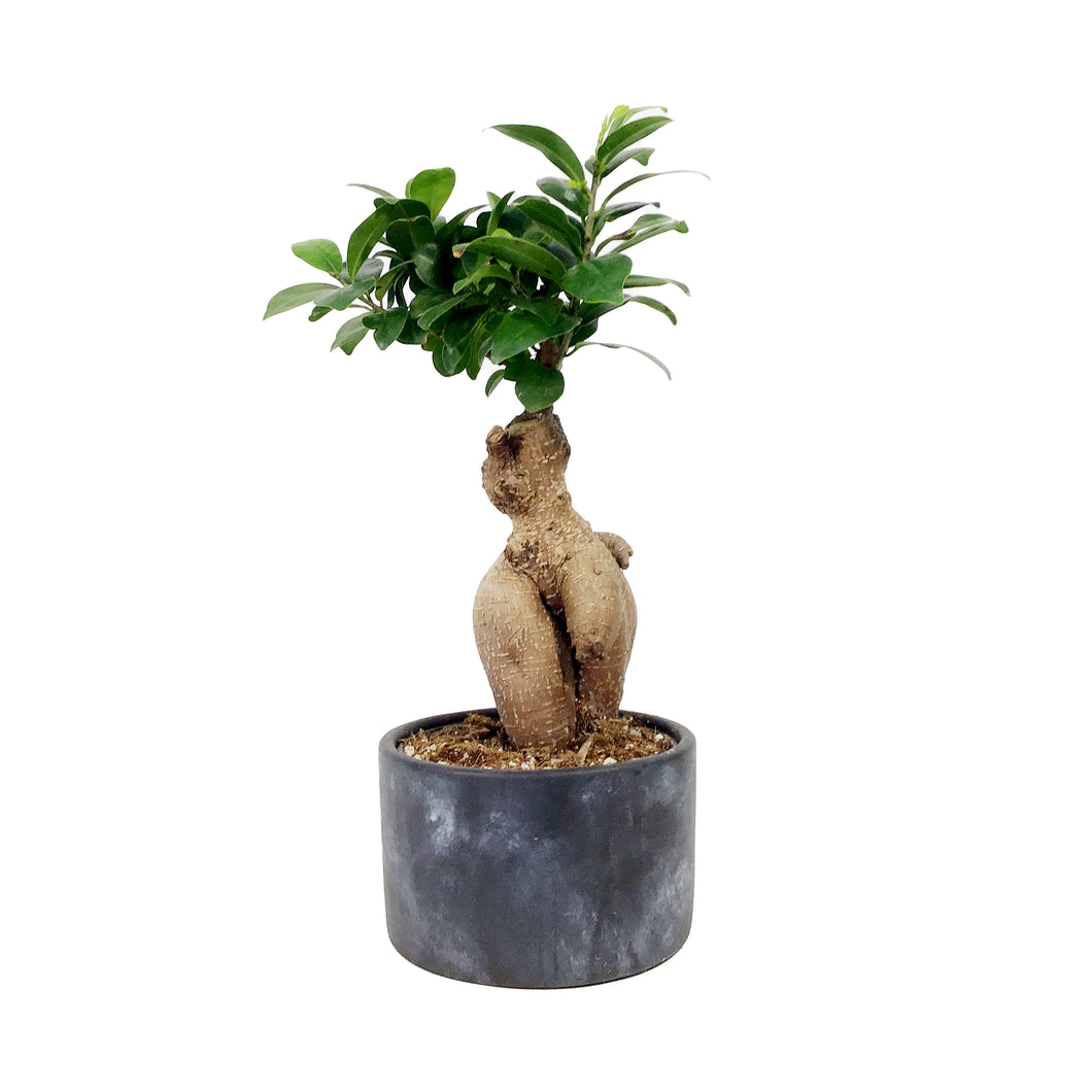Bonsai, 5in, Ficus Ginseng in Ceramic Pot