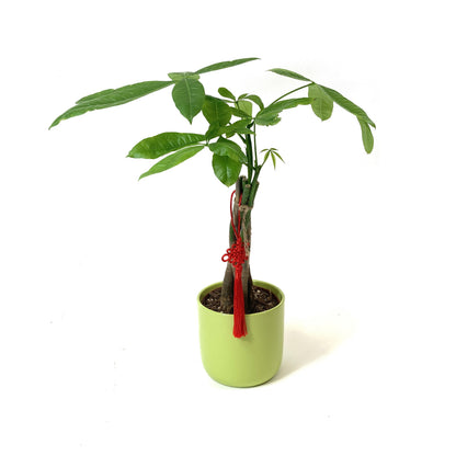 Pachira, 5in, Money Tree Braid in Ceramic Pot - Floral Acres Greenhouse & Garden Centre