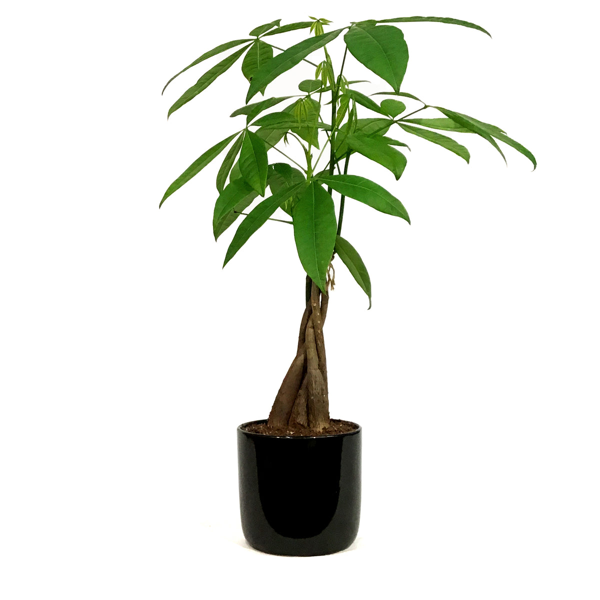 Pachira, 5in, Money Tree Braid in Ceramic Pot