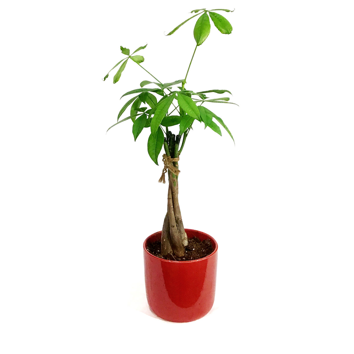 Pachira, 5in, Money Tree Braid in Ceramic Pot