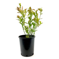 Blueberry, 1 gal, Polaris - Floral Acres Greenhouse & Garden Centre