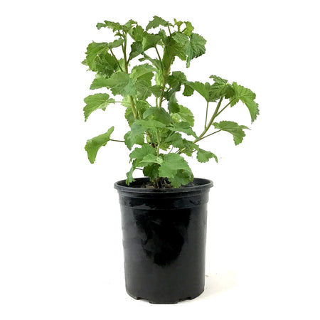 Currant, 1 gal, Red Lake - Floral Acres Greenhouse & Garden Centre