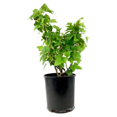 Currant, 1 gal, Ben Conan Black - Floral Acres Greenhouse & Garden Centre