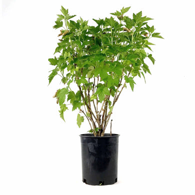 Currant, 1 gal, Ben Sarek Black - Floral Acres Greenhouse & Garden Centre