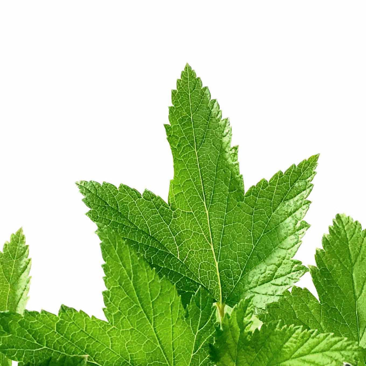 Currant, 1 gal, Ben Sarek Black - Floral Acres Greenhouse & Garden Centre