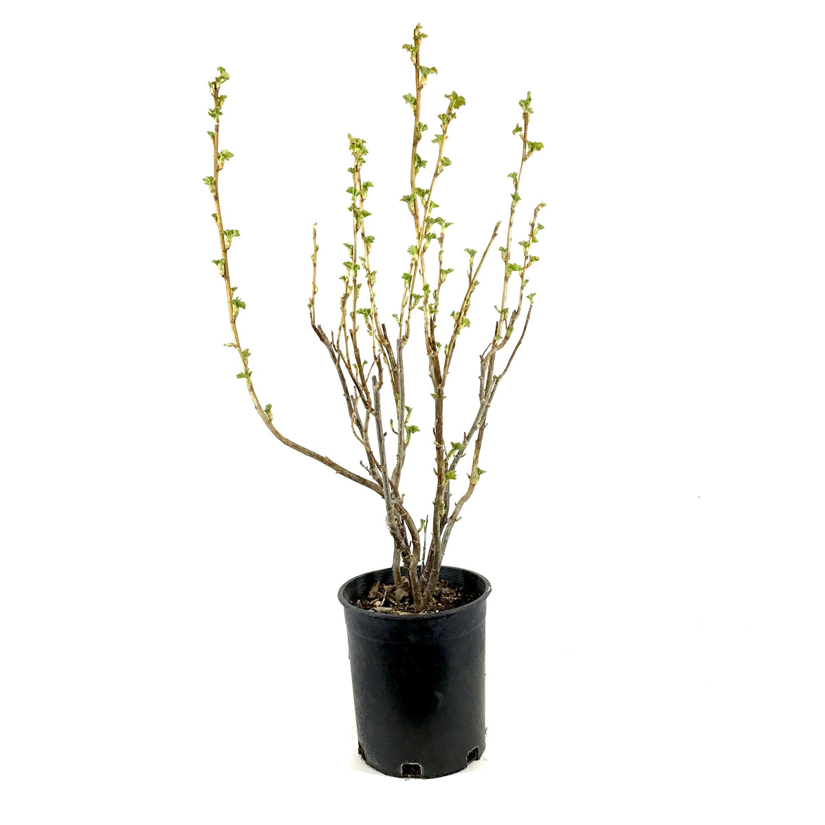 Currant, 1 gal, Ben Sarek Black - Floral Acres Greenhouse & Garden Centre