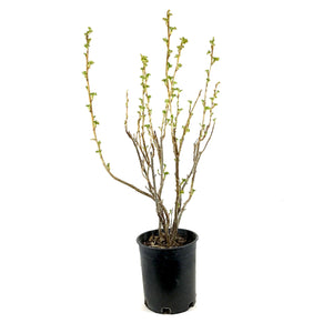 Currant, 1 gal, Ben Sarek Black - Floral Acres Greenhouse & Garden Centre