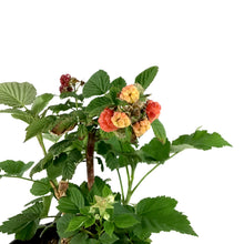 Load image into Gallery viewer, Raspberry, 1 gal, Royalty - Floral Acres Greenhouse &amp; Garden Centre
