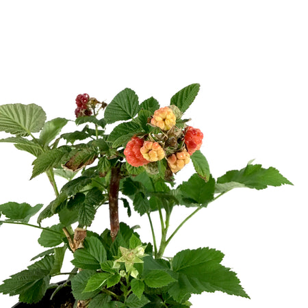 Raspberry, 1 gal, Royalty - Floral Acres Greenhouse & Garden Centre