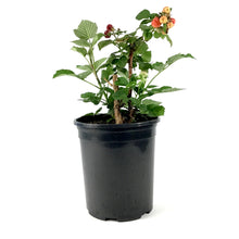 Load image into Gallery viewer, Raspberry, 1 gal, Royalty - Floral Acres Greenhouse &amp; Garden Centre

