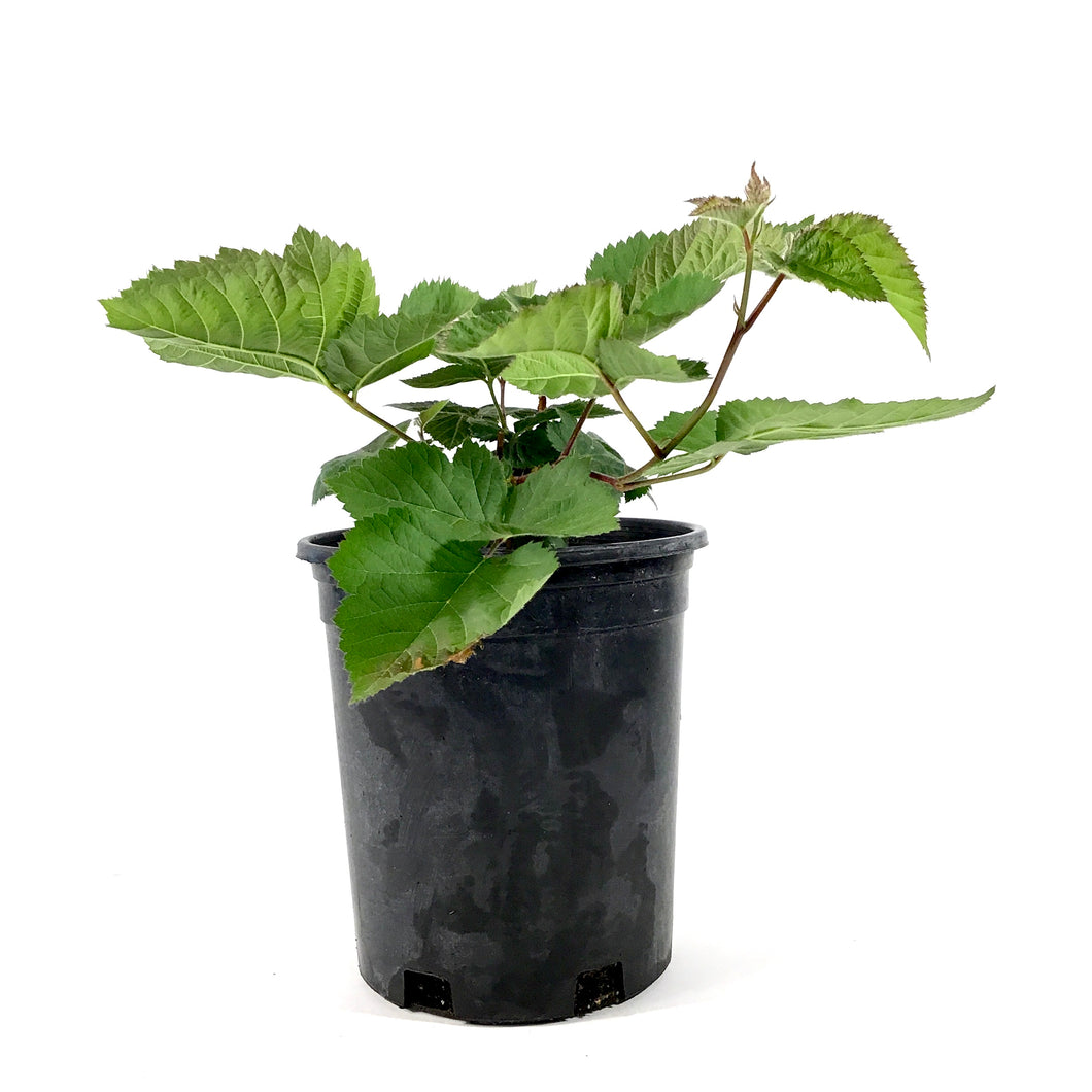 Blackberry, 1 gal, Chester Thornless - Floral Acres Greenhouse & Garden Centre