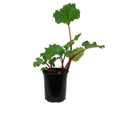 Load image into Gallery viewer, Rhubarb, 1 gal, Strawberry Red
