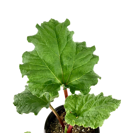 Rhubarb, 1 gal, Canada Red - Floral Acres Greenhouse & Garden Centre