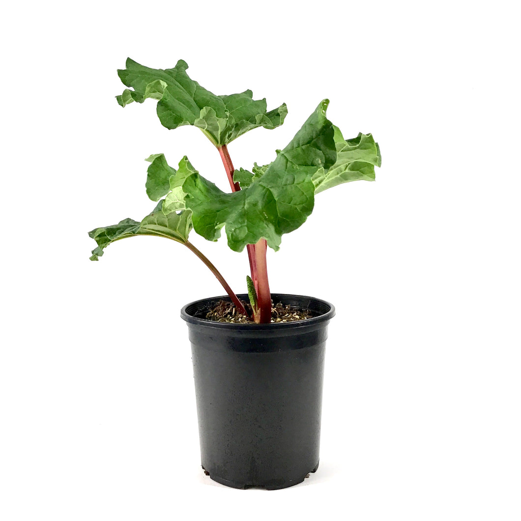 Rhubarb, 1 gal, Canada Red - Floral Acres Greenhouse & Garden Centre