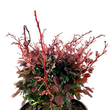 Load image into Gallery viewer, Barberry, 2 gal, Rose Glow Japanese - Floral Acres Greenhouse &amp; Garden Centre
