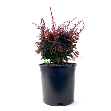 Barberry, 2 gal, Rose Glow Japanese - Floral Acres Greenhouse & Garden Centre