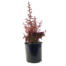 Load image into Gallery viewer, Barberry, 2 gal, Ruby Carousel® - Floral Acres Greenhouse &amp; Garden Centre
