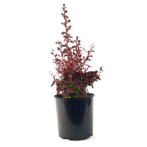 Barberry, 2 gal, Ruby Carousel® - Floral Acres Greenhouse & Garden Centre