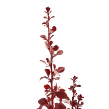 Load image into Gallery viewer, Barberry, 2 gal, Ruby Carousel® - Floral Acres Greenhouse &amp; Garden Centre
