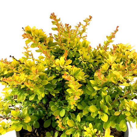 Barberry, 2 gal, Sunsation® Japanese - Floral Acres Greenhouse & Garden Centre