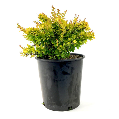 Barberry, 2 gal, Sunsation® Japanese - Floral Acres Greenhouse & Garden Centre