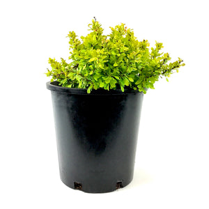 Barberry, 2 gal, Golden Nugget® Japanese Dwarf - Floral Acres Greenhouse & Garden Centre