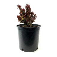 Barberry, 2 gal, Concorde Japanese Dwarf