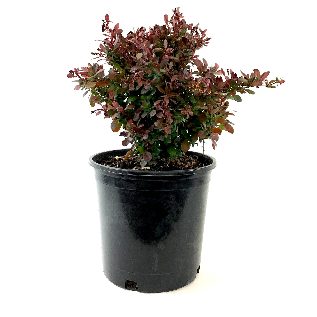 Barberry, 2 gal, Cherry Bomb® Japanese – Floral Acres Greenhouse ...