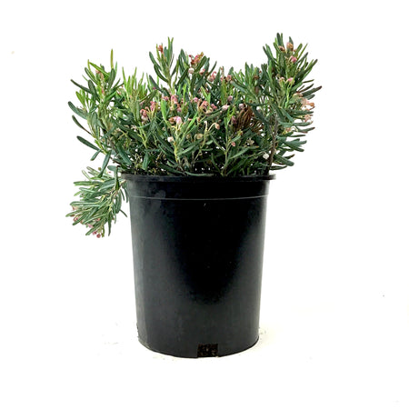 Bog Rosemary, 1 gal, Blue Ice - Floral Acres Greenhouse & Garden Centre