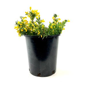 Broom, 1 gal, Yellow - Floral Acres Greenhouse & Garden Centre